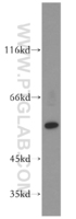 Anti-PPARG Rabbit Polyclonal Antibody