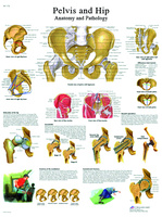 3B Scientific® Hip And Pelvis Chart