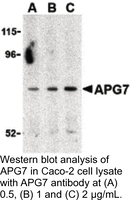 Anti-APG7 Rabbit Polyclonal Antibody