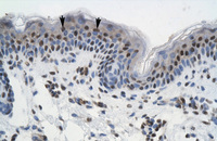 Anti-GTF2I Rabbit Polyclonal Antibody