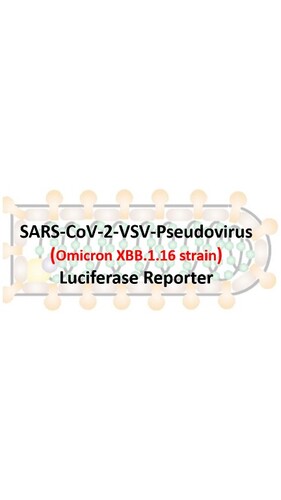 VSV-Pseudovirus_SARS-COV-2 Omicron XBB.1.16 Luciferase