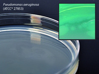 Pseudomonas Isolation Agar, 15×60 mm plate, Hardy Diagnostics