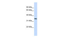 Anti-ANXA4 Rabbit Polyclonal Antibody