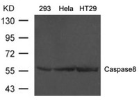 Anti-CASP8 Rabbit Polyclonal Antibody
