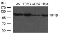 Anti-TRIM28 Rabbit Polyclonal Antibody