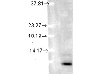 Anti-UBB Mouse Monoclonal Antibody [clone: 5B9-B3]