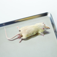 Ward's® Preserved Rats