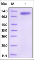 Human Recombinant IL12 B1 (from HEK293 cells)