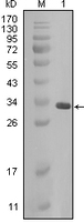 Anti-CRYAB Mouse Monoclonal Antibody [clone: 10D5F4]