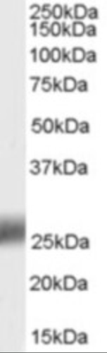SRD5A2 Antibody