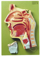 Somso® Cavities of the Nose, Mouth, Throat Cross Section Model