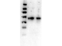 Anti-Slc2a2 Rabbit Polyclonal Antibody