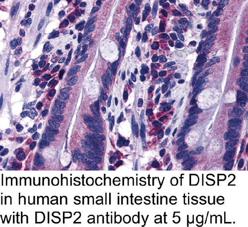 Antibody DISP2 0.1MG