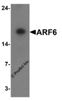 Anti-ARF6 Rabbit Polyclonal Antibody