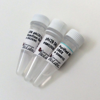 Phi29 DNA Polymerase, New England Biolabs