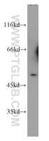 Anti-CHRNA10 Rabbit Polyclonal Antibody