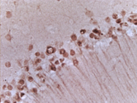 Anti-SNCA Mouse Polyclonal Antibody