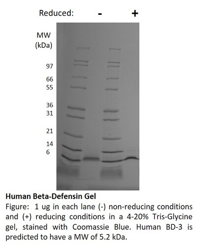 Human Recombinant BD-3 (from <i>E. coli</i>)