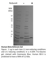 Human Recombinant BD-3 (from E. coli)