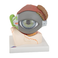 3B Scientific® Giant Eye In Bony Orbit