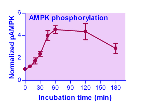 EnzyFluo* AMPK Phosphorylation Assay Kit 100tests