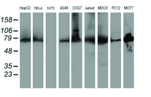 Anti-PDIA4 Mouse Monoclonal Antibody [clone: OTI2B9]