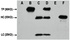 Western blot analysis of HEK 293 cell lysate using CMyc Tag antibody. C-Myc-tag mouse monoclonal antibody A: HEK 293 cell lysate without transfected B: HEK 293 cell lysate transfected with c-myc-tag protein C: IP (PBS + anti- c-myc mAb 4â„ƒ overnight) D: IP