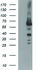 Anti-TH Mouse Monoclonal Antibody [clone: OTI3A7]