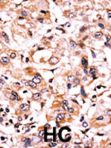Anti-WEE1 Rabbit Polyclonal Antibody (Biotin)