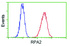 Anti-RPA2 Mouse Monoclonal Antibody [clone: OTI9A1]