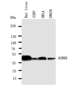 Anti-Aurora B Rabbit Polyclonal Antibody