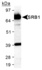 Anti-FOXP3 Rabbit Polyclonal Antibody