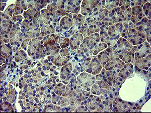 Anti-POMC Mouse Monoclonal Antibody [clone: OTI1F3]