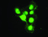 Anti-PMEL Mouse Monoclonal Antibody [clone: OTI8A4]