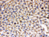 Anti-MMP9 Rabbit Polyclonal Antibody