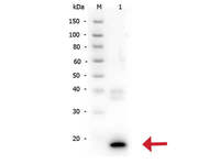 Anti-IL-10 Rabbit Polyclonal Antibody