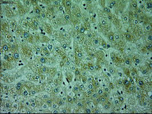 Anti-NEUROG1 Mouse Monoclonal Antibody [clone: OTI15A7]