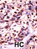 Anti-UCK2 Rabbit Polyclonal Antibody
