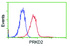 Anti-PRKD2 Mouse Monoclonal Antibody [clone: OTI5A3]