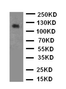 Anti-TrkB Rabbit Polyclonal Antibody