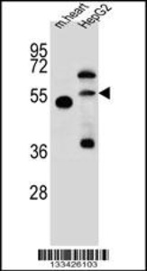Anti-NOSTRIN Rabbit Polyclonal Antibody (AP (Alkaline Phosphatase))