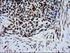 Anti-ERCC4 Mouse Monoclonal Antibody [clone: OTI4E11]