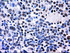 Anti-ID3 Mouse Monoclonal Antibody [clone: OTI12C7]