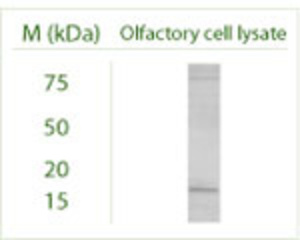 Western blot under reducing conditions on Olfactory cell line (Odora) lysate using Rabbit antibody to MAP1LC3 B : whole serum (BSENR-155-100) at a dilution of 1:100.