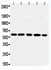 Anti-RGS14 Rabbit Polyclonal Antibody