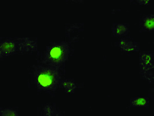 Anti-ID3 Mouse Monoclonal Antibody [clone: OTI4D1]
