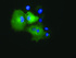 Anti-PRKD2 Mouse Monoclonal Antibody [clone: OTI5A3]