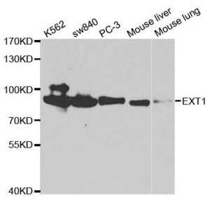 Western blot analysis of extracts of various cell lines using EXT1 antibody
