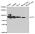 Western blot analysis of extracts of various cell lines using EXT1 antibody