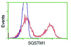 Anti-SQSTM1 Mouse Monoclonal Antibody [clone: OTI4E2]